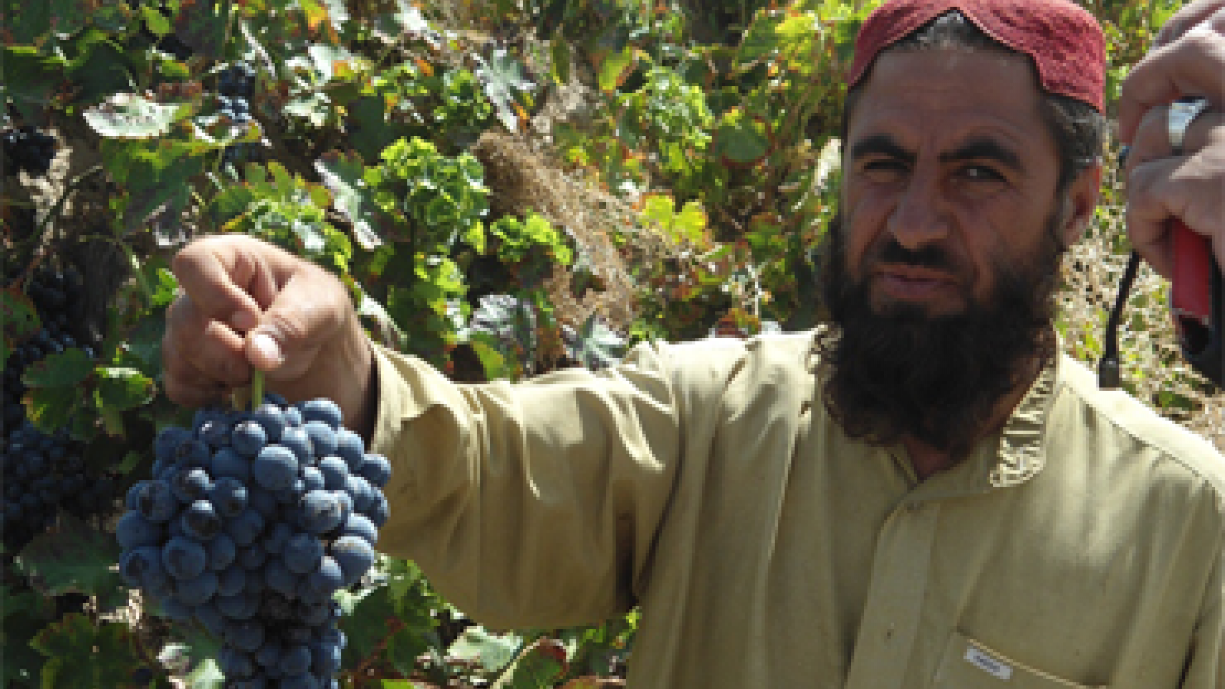 FAS-Supported Project Helps Pakistani Farmers Reach Modern Markets FAS-Supported Project Helps Pakistani Farmers Reach Modern Markets
