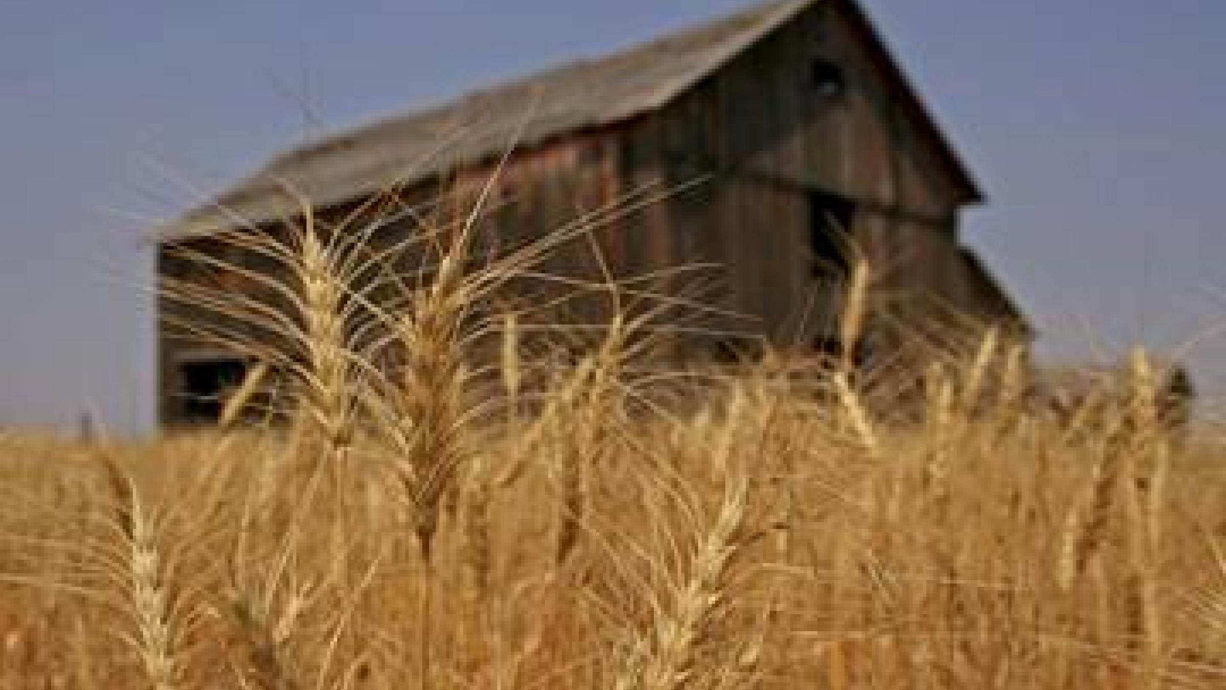 Wheat Wheat