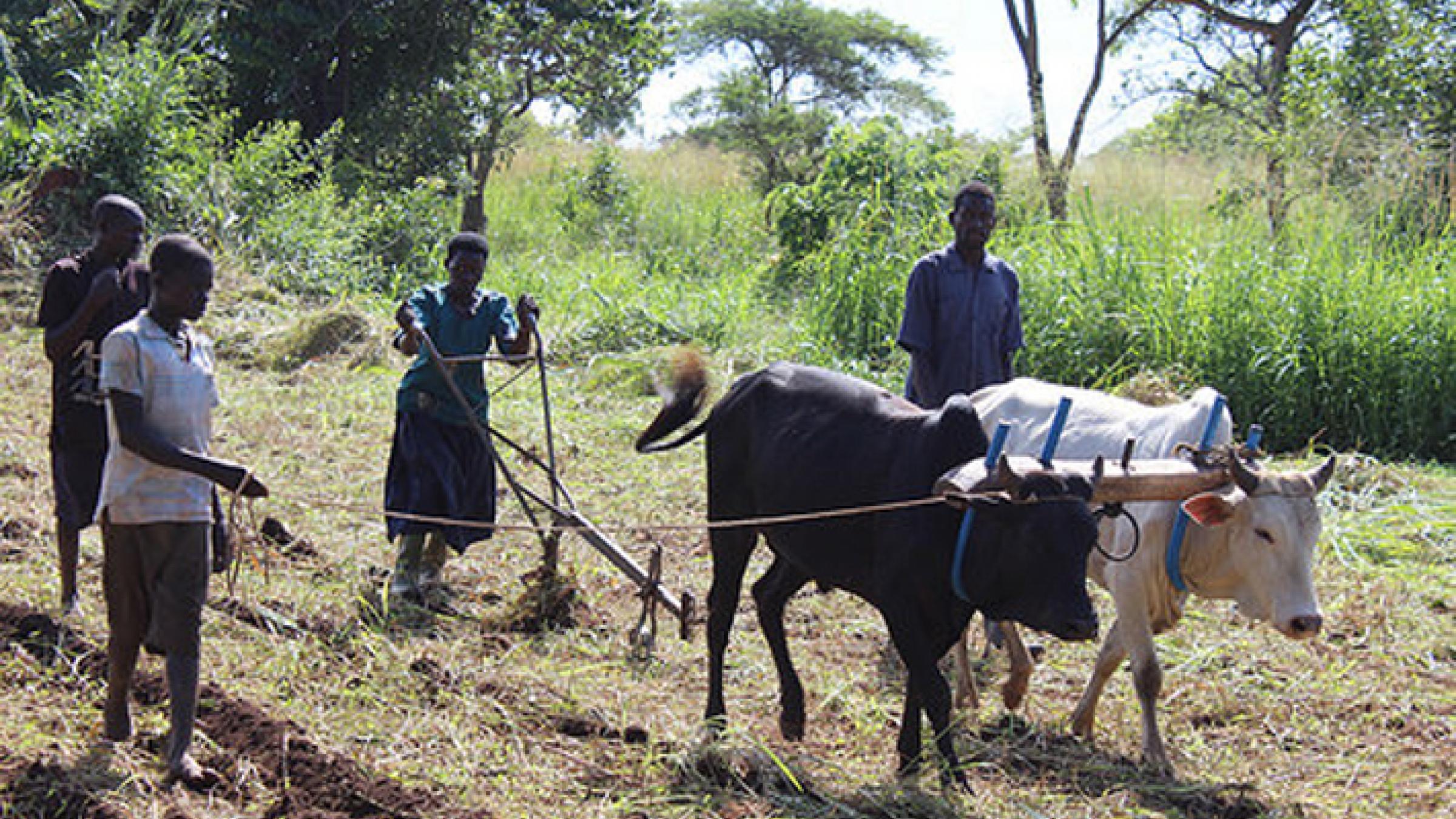 What changed when Ugandan farmers rated input quality and local vendor  services