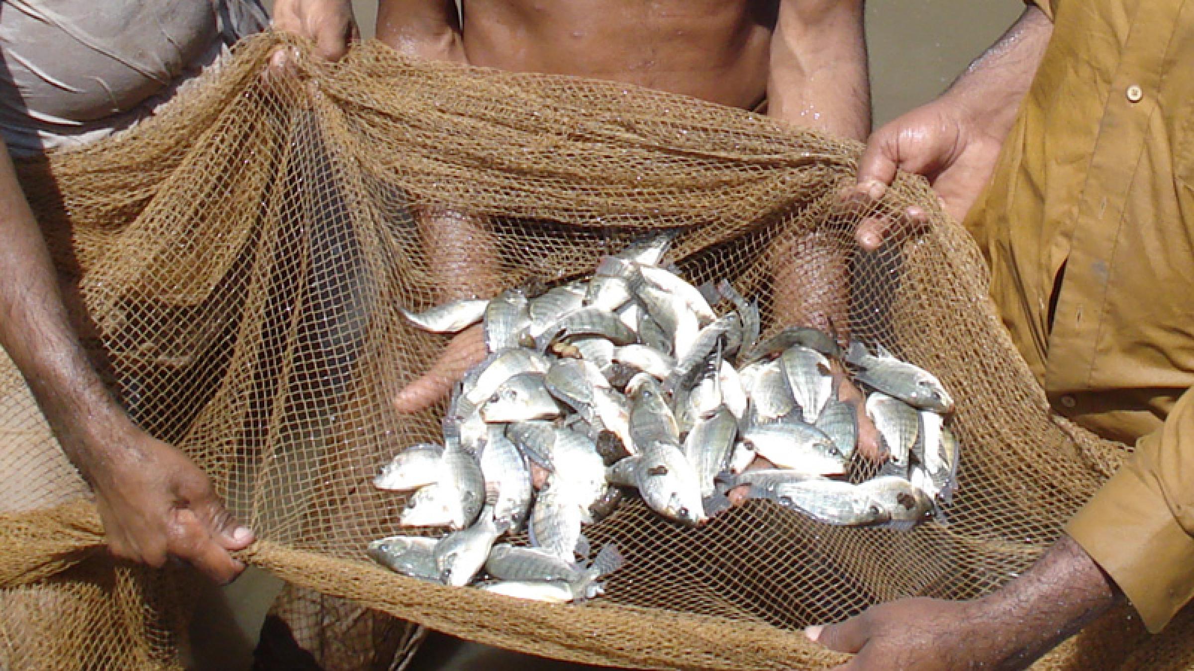 Aquaculture Supports U.S. Soy Aquaculture Supports U.S. Soy