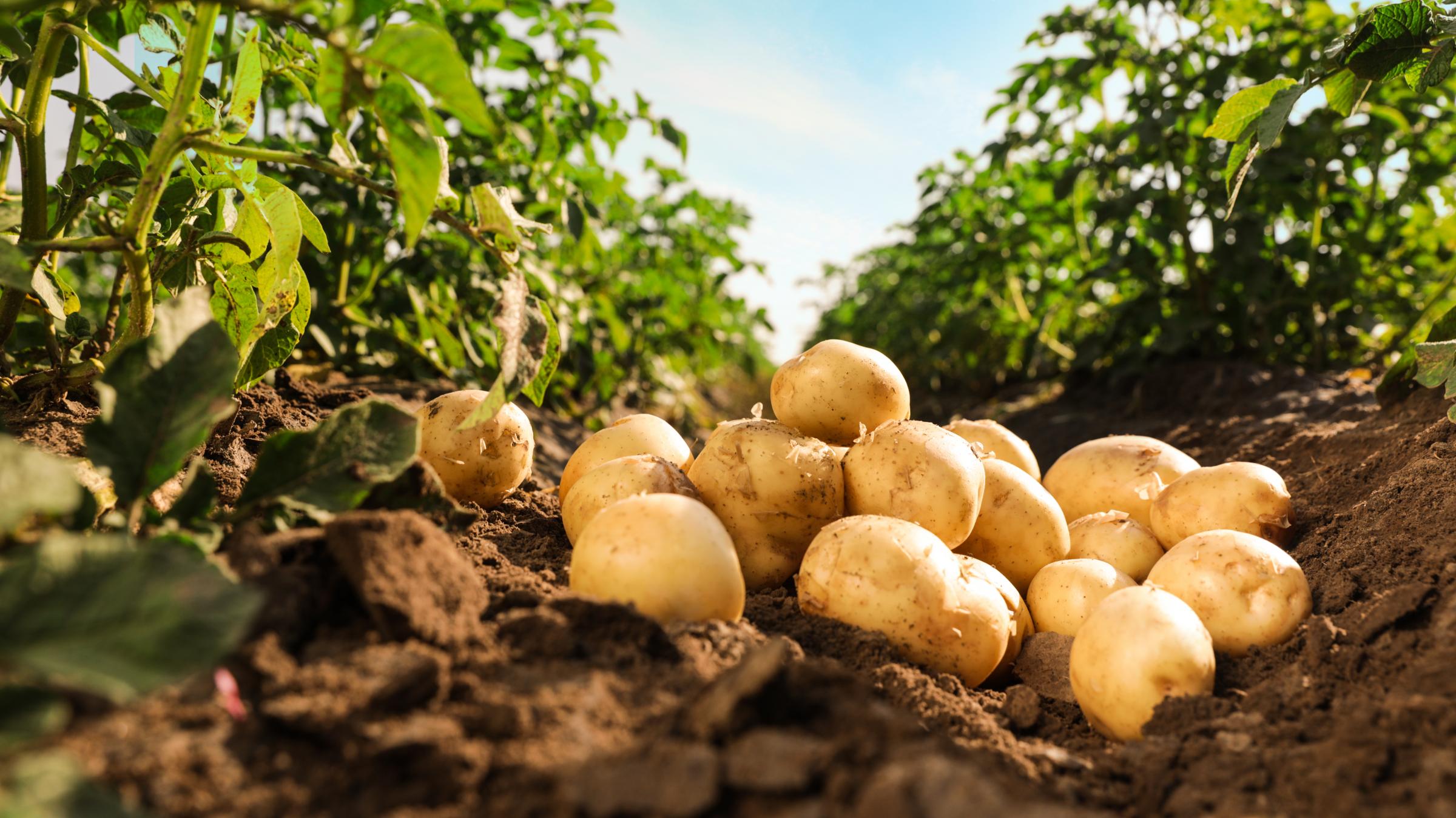 Potatoes just picked from the field