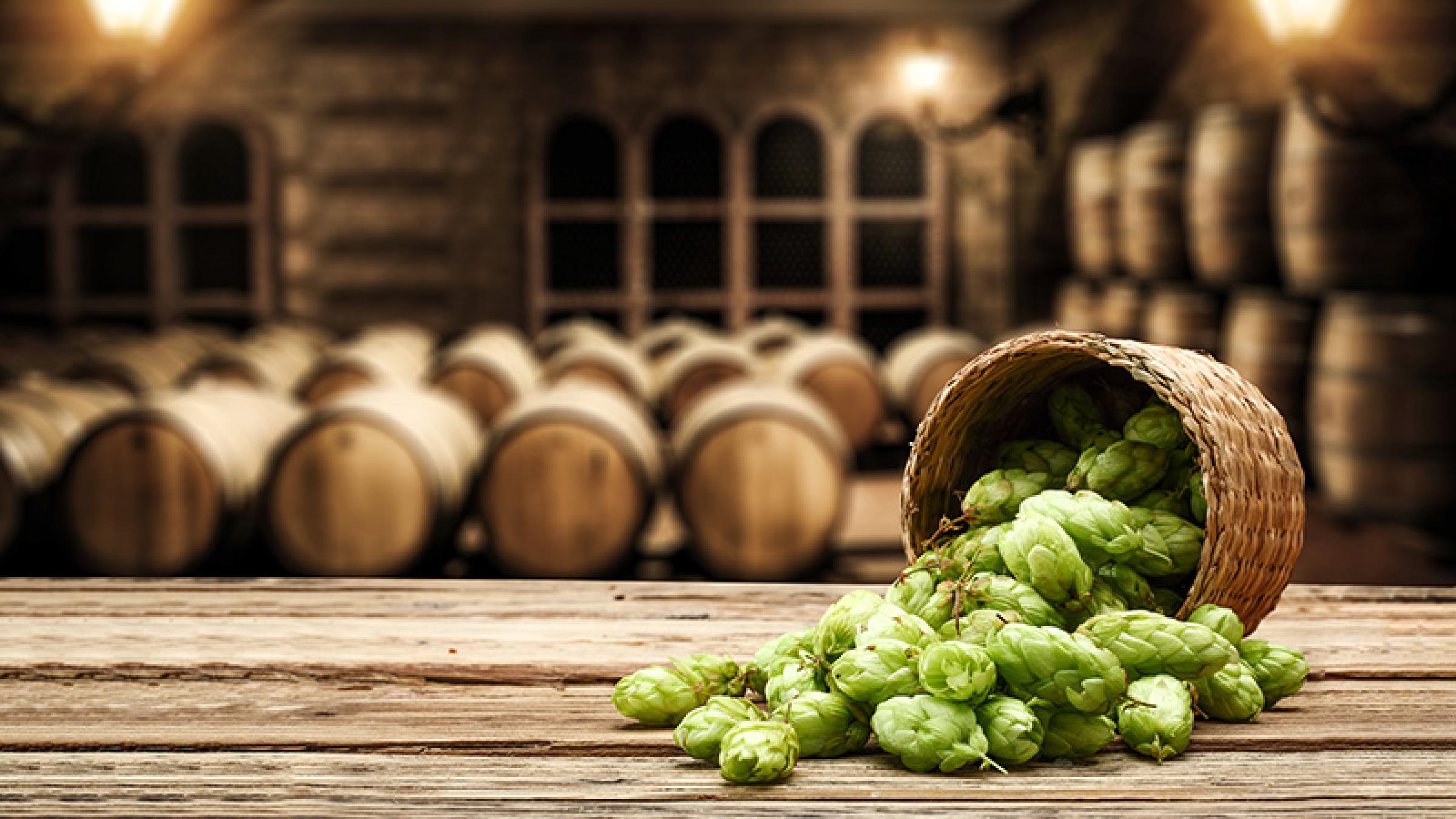 Basket of hops on a table with barrels in the background.