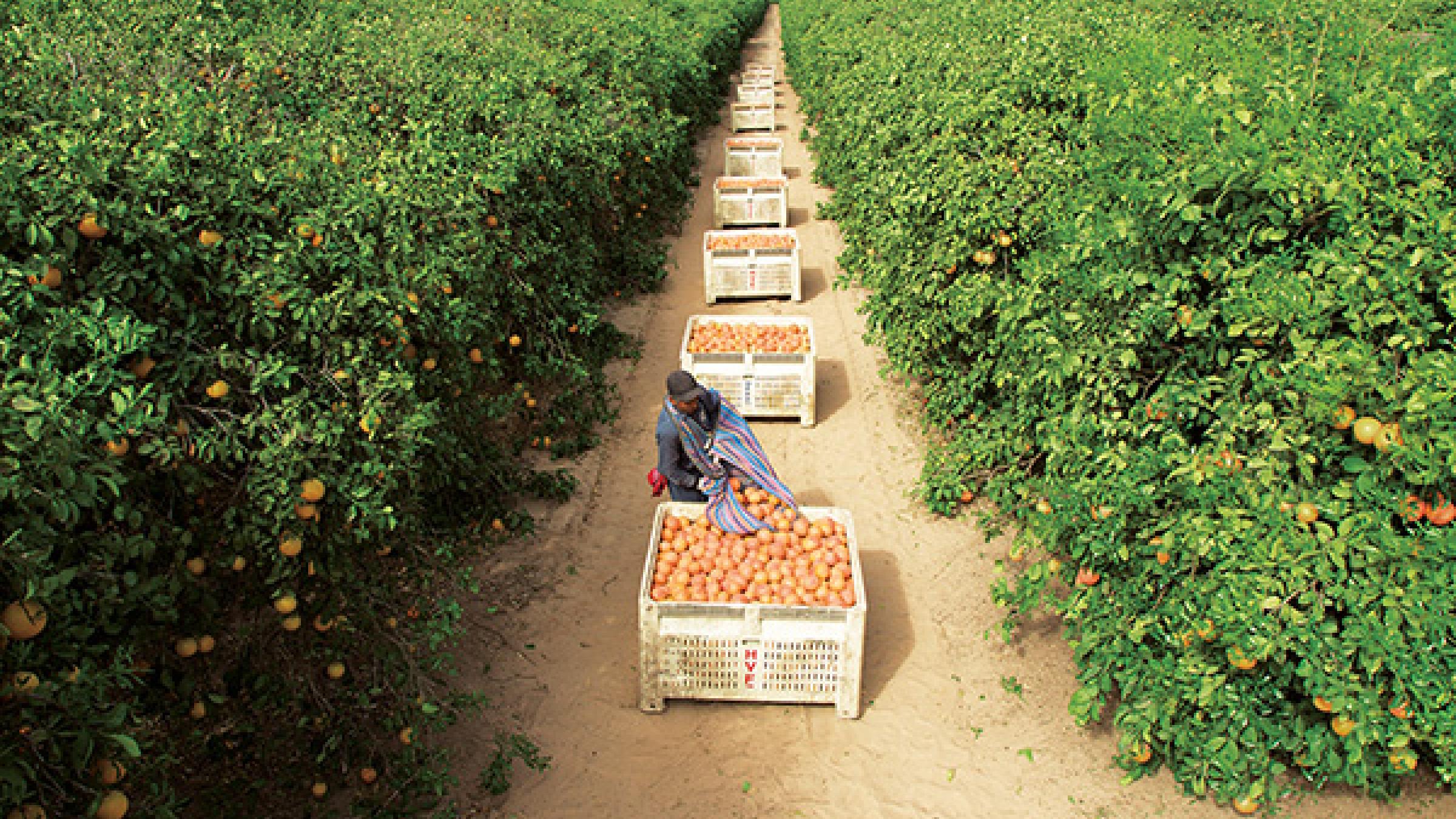 Man placing grapefruit into a container in a grapefruit field.