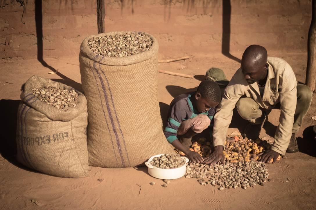 Farmers in Mozambique Reconnect to Global Cashew Market Farmers in Mozambique Reconnect to Global Cashew Market