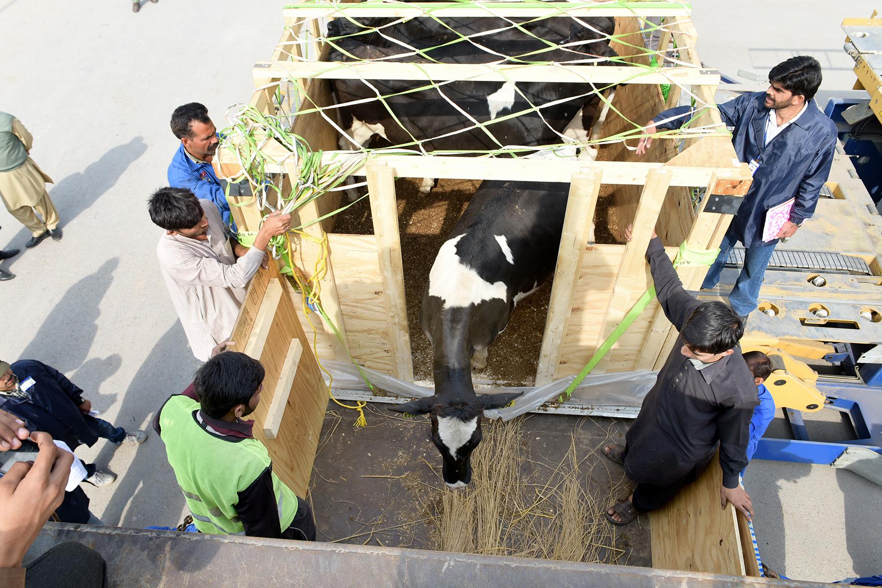 FAS Opens up New Market Opportunities for U.S. Dairy Cattle in Pakistan The first U.S. dairy cattle shipped to Pakistan in 15 years are loaded onto trucks for their journey to the FAS-supported demonstration farm at the University of Veterinary and Animal Sciences near Lahore.