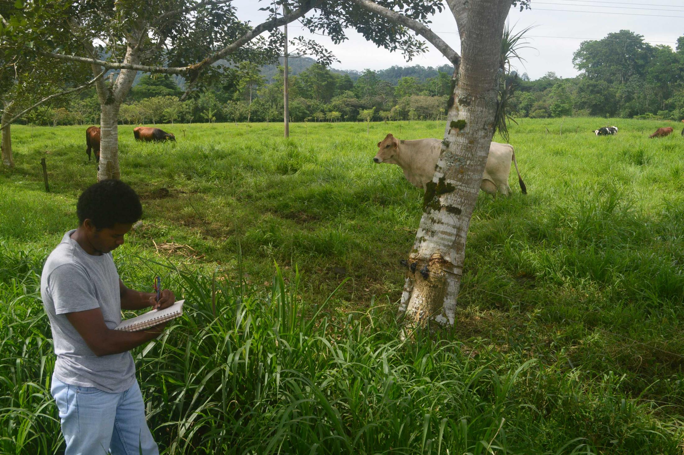 Pablo Chacón, a Guatemalan farmer, takes notes at the CATIE dairy farm and research center in Turrialba, Costa Rica, where he is studying agroforestry on an FAS-funded scholarship. Pablo Chacón, a Guatemalan farmer, takes notes at the CATIE dairy farm and research center in Turrialba, Costa Rica, where he is studying agroforestry on an FAS-funded scholarship.