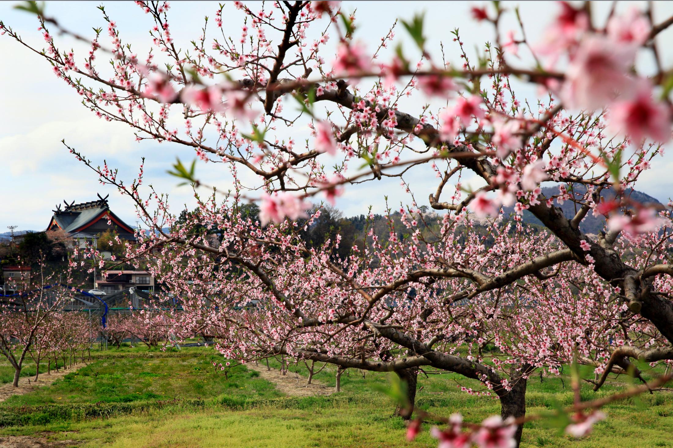 Assessing the progress of the spring bloom, FAS observes peach blossoms and other stone fruits in Fukushima Prefecture, Japan. Assessing the progress of the spring bloom, FAS observes peach blossoms and other stone fruits in Fukushima Prefecture, Japan.
